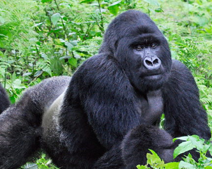 Gorillas-Day-2-(193)-debrah-alamillo-8x10-adjusted-with-layers-tighter-crop1