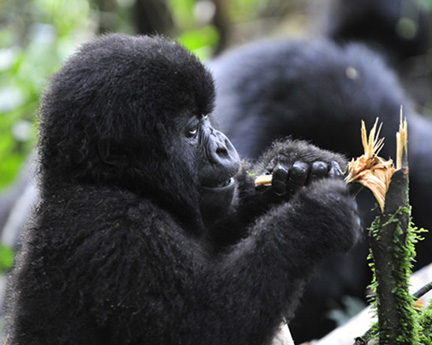 Gorillas-Day-2-(546)