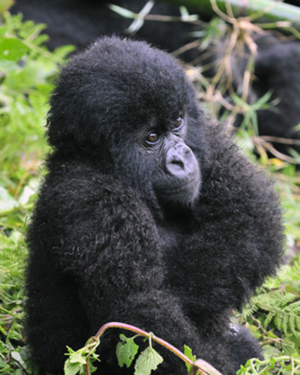 Gorillas-Day-2-(626)
