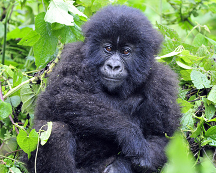 Gorillas-Day-2-(638)