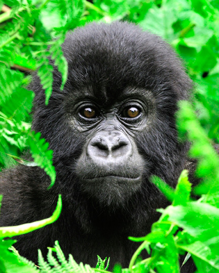 Gorillas-Day-2-(790)-adjusted-with-levels-8x101