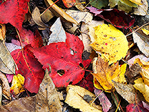 _A110091-1216360