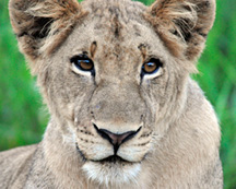 _DSC3379-lion-face-810301