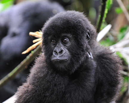 _DSC8089-gorilla-adjusted-with-layers-11x141