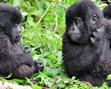 _DSC8144-two-gorillas-adjusted-with-layers1