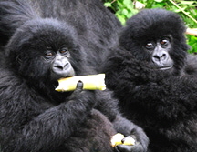 Gorillas-Day-2-_875_-adjusted-with-layers-57300-v2