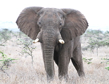 Kenya-2-_359_