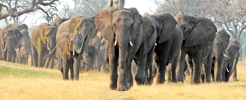 Makalolo-Hwange-D300-(1571)-center-crop-11-inches v2 Makalolo-Hwange-D300-(1571)-center-crop-11-inches v2