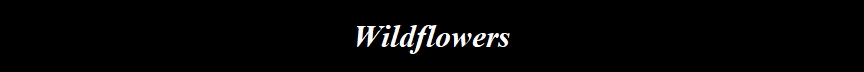 Wildflowers