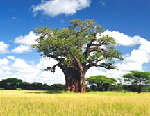 _DSC0749-baobab-tree-810300