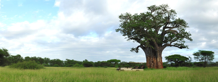 baobab-tree-with-vehicle-panorama-9406-9411-12 baobab-tree-with-vehicle-panorama-9406-9411-12