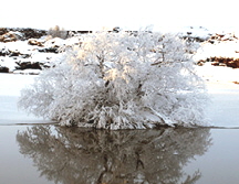 iceland-tree-adjusted-with-levels-8x101