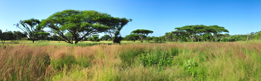 panorama-0591-0599-malilangwe-umbrella-trees-12 panorama-0591-0599-malilangwe-umbrella-trees-12