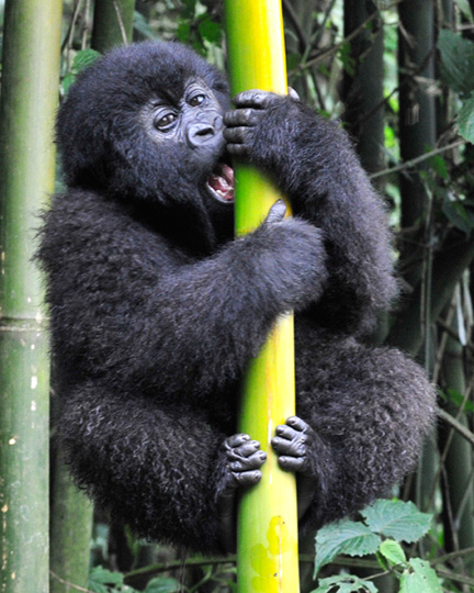 baby-gorilla-climbing-bamboo-original-image-cleaned-up-8x10-vertical1