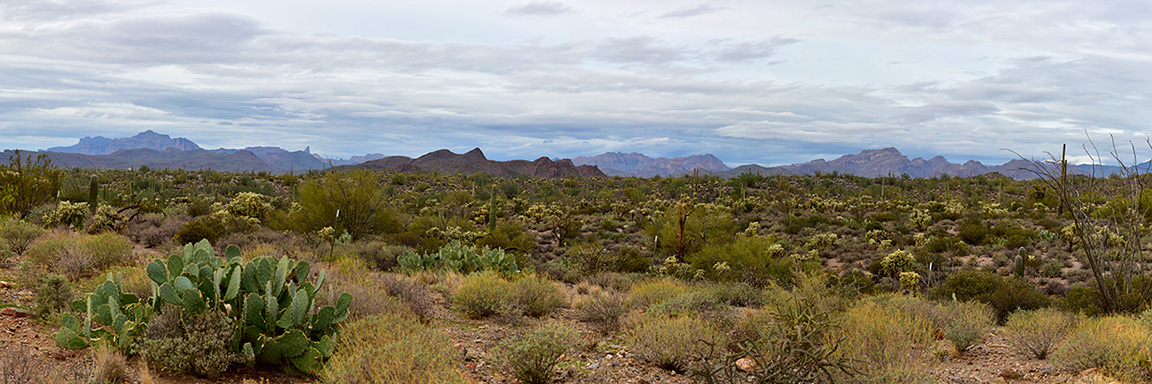 desert-panorama-Gold-Canyon-Arizona-9256---9262-16572 desert-panorama-Gold-Canyon-Arizona-9256---9262-16572