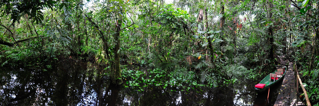 ecuador-jungle-panorama-15572-flattened ecuador-jungle-panorama-15572-flattened