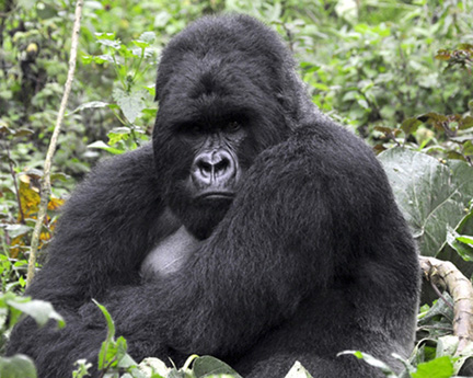 gorilla-screen-saver