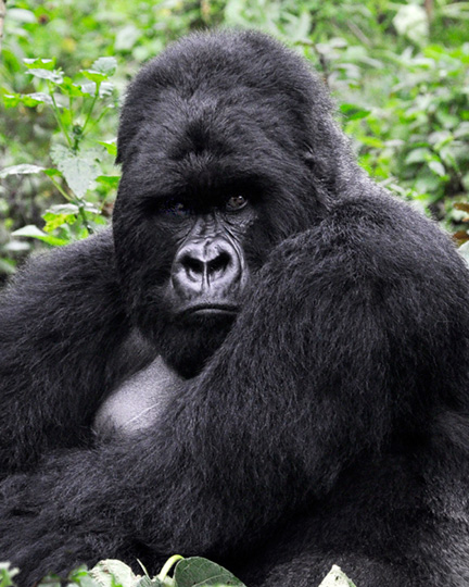 gorilla-with-layers-8x10-vertical1