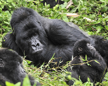 gorillas_DSC8360