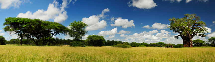 panorama-baobab-tree-with-clouds-0720-0723-12372 panorama-baobab-tree-with-clouds-0720-0723-12372