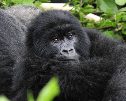 rwanda-Gorillas-Day-2-(732)