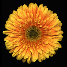 yellow-daisy1