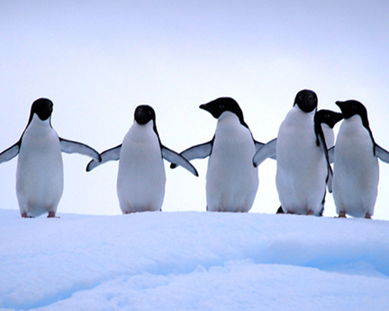 Antarctica-3-(175)