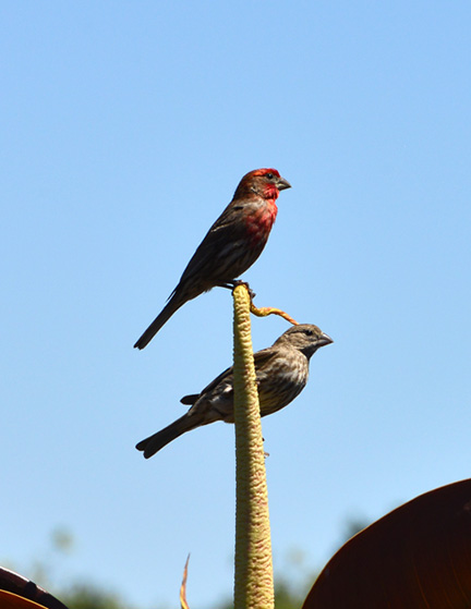 DSC_2440-8511360