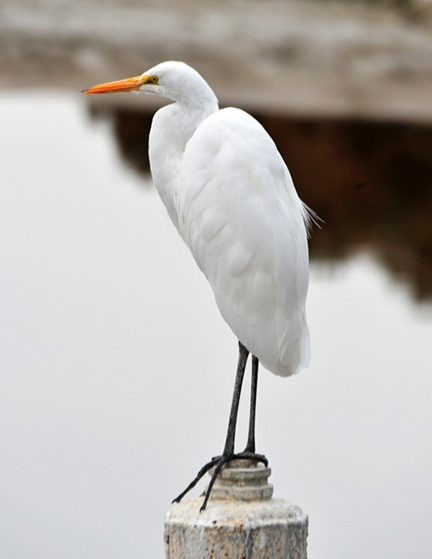 DSC_7117-8511360