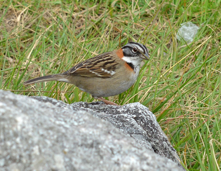 DSC_9559-8511360