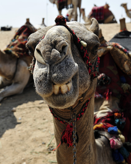 Egypt-D700-24-70-(441)
