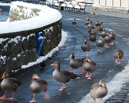 Iceland-January-2008-(478)-ducks-with-layer-adjustments-8x101
