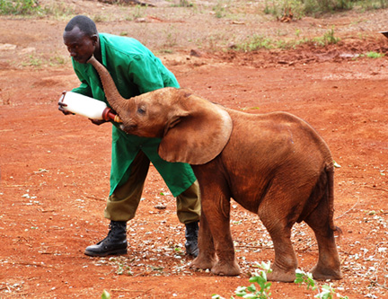 Kenya-1-(50)-8511360