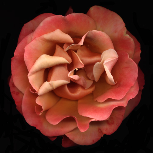 Large-coral-rose-1-v2
