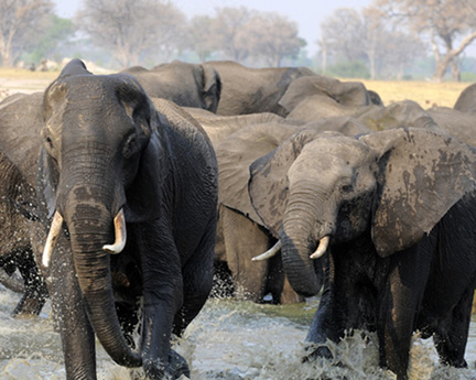 Makalolo-Hwange-D300-(1591)