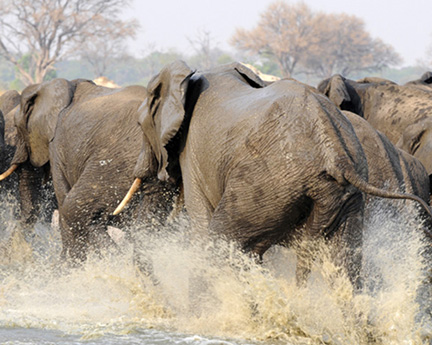 Makalolo-Hwange-D300-(1610)