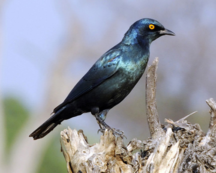 Makalolo-Hwange-D300-(658)