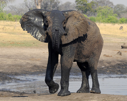 Makalolo-Hwange-D300-(727)