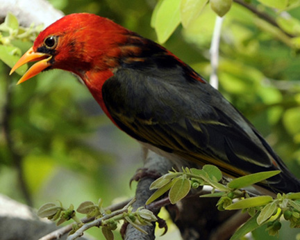 Makalolo-red-bird-screen-sa