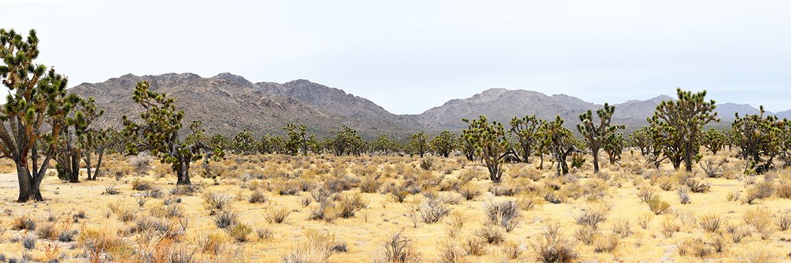 Mojave-panorama-6354-6360-16572