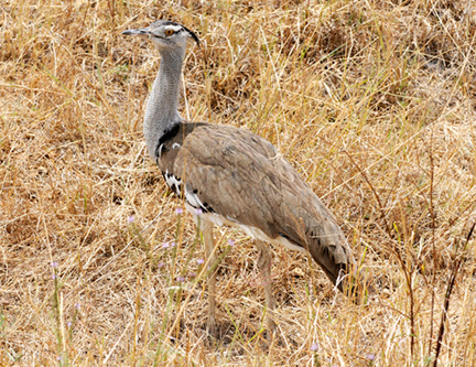 Ngorongoro-Crater-D300-(753)-8511360