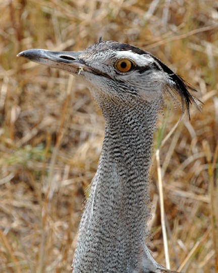 Ngorongoro-Crater-D300-(757)-kori-bustard