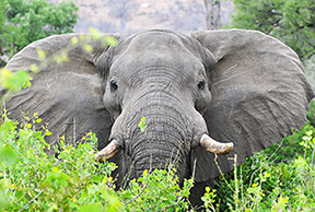 Pamushana-Malilangwe-D300-(1028)-1114360