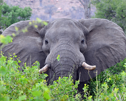 Pamushana-Malilangwe-D300-(1028)