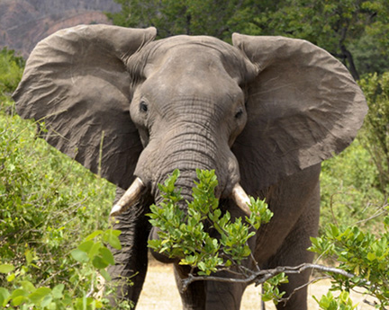 Pamushana-Malilangwe-D90-2-