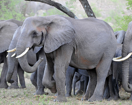 Tanzania-Sasakwa-D300-(103)