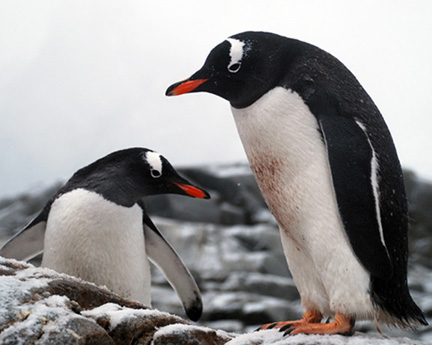 Ushuaia-to-antarctica-and-b