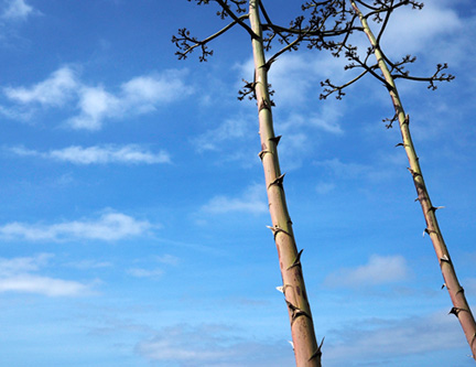 _1010033-8511360