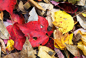 _A110091-1216361