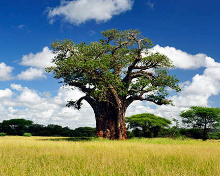 _DSC0749-baobab-tree-810301